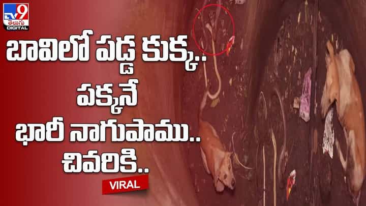 Viral Video: బావిలో పడ్డ కుక్క.. పక్కనే భారీ నాగుపాము.. చివరికి ?? Viral Video: బావిలో పడ్డ కుక్క.. పక్కనే భారీ నాగుపాము.. చివరికి ??