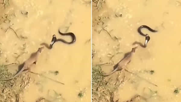 Viral Video: నాగుపాము, ముంగిసల మధ్య యుద్ధం.. చివరకు ఎవరు గెలిచారంటే? వీడియో చూస్తే షాకే