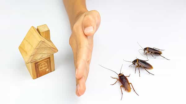 Remedies tips: మీ ఇంట్లో బొద్దింకలు, ఈగలు ఇబ్బంది పెడుతున్నాయా.. ఇలా చేస్తే కనిపించకుండా పోతాయి..