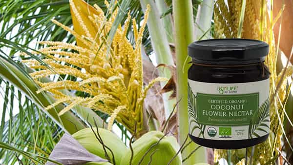 Coconut Flower Nectar: షుగర్ పేషేంట్స్కు బెస్ట్ స్వీటెనర్ కొబ్బరి పువ్వు తేనె.. ఈ మకరందంతో షాకింగ్ ప్రయోజనాలు