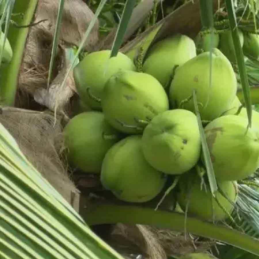 నేషనల్ సెంటర్ ఫర్ బయోటెక్నాలజీ ఇన్ఫర్మేషన్ (NCBI) వెబ్‌సైట్‌లో ప్రచురించిన ఒక నివేదిక ప్రకారం.. కొబ్బరి నీళ్ల వల్ల కొందరిలో అలర్జీలు కూడా సంభవిస్తాయి.