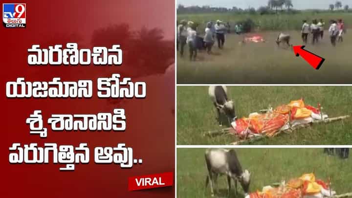 మరణించిన యజమాని కోసం శ్మశానానికి పరుగెత్తిన ఆవు !! మరణించిన యజమాని కోసం శ్మశానానికి పరుగెత్తిన ఆవు !!