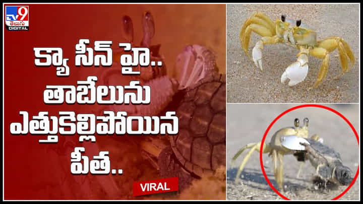 Crab-Turtle: క్యా సీన్ హై.. తాబేలును ఎత్తుకెల్లిపోయిన పీత.. ఇదేం విడ్డురం అంటున్న నెటిజనం..(వీడియో) Crab-Turtle: క్యా సీన్ హై.. తాబేలును ఎత్తుకెల్లిపోయిన పీత.. ఇదేం విడ్డురం అంటున్న నెటిజనం..(వీడియో)