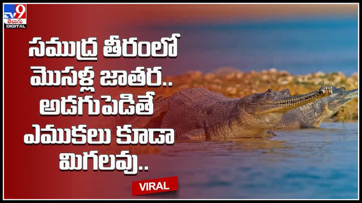 Crocodile fair shocking video: సముద్ర తీరంలో మొసళ్ల జాతర.. ఒళ్ళు గగ్గురుపొడిచే వీడియో.. చూస్తే షాకే. Crocodile fair shocking video: సముద్ర తీరంలో మొసళ్ల జాతర.. ఒళ్ళు గగ్గురుపొడిచే వీడియో.. చూస్తే షాకే.