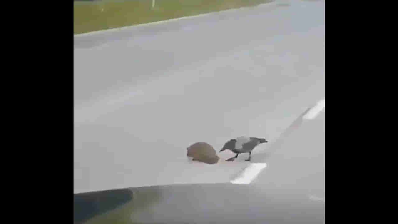 Funny Video: వాహనాలు వస్తున్నాయి రోడ్డు దాటు రా అయ్యా... కాకిని ఓ రేంజ్‌లో సతాయించిన ముల్లపంది..