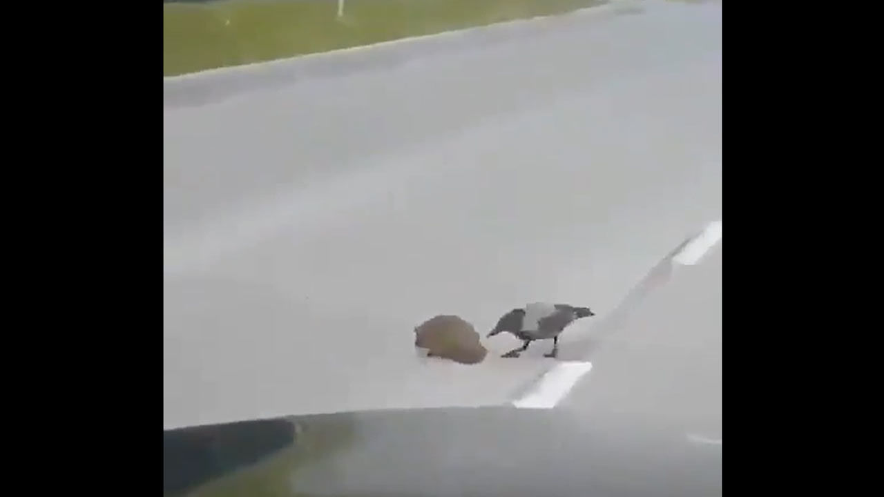 Funny Video: వాహనాలు వస్తున్నాయి రోడ్డు దాటు రా అయ్యా... కాకిని ఓ రేంజ్‌లో సతాయించిన ముల్లపంది..