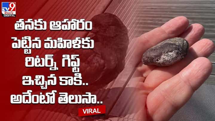 తనకు ఆహారం పెట్టిన మహిళకు రిటర్స్ గిఫ్ట్ ఇచ్చిన కాకి.. అదేంటో తెలుసా ?? తనకు ఆహారం పెట్టిన మహిళకు రిటర్స్ గిఫ్ట్ ఇచ్చిన కాకి.. అదేంటో తెలుసా ??