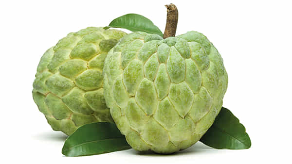 Custard Apple: షుగర్ పేషెంట్స్ సీతాఫలం తినొచ్చా.? డిప్రెషన్కు ఈ పండ్లకు ఉన్న సంబంధం ఏంటి.?