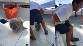 Viral Video: నడిరోడ్డు పై పాము ముంగిస ఫైట్.. గంటకు పైగా హోరాహోరీగా యుద్ధం.. నిలిచిపోయిన ట్రాఫిక్..