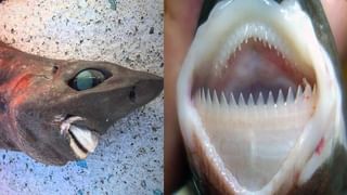 Viral Video: యముడు లీవ్‌లో ఉన్నట్లున్నాడు.. బైకర్‌ను తొక్కుకెళ్లిన ట్రక్.. చివరికి ఏం జరిగిందంటే!