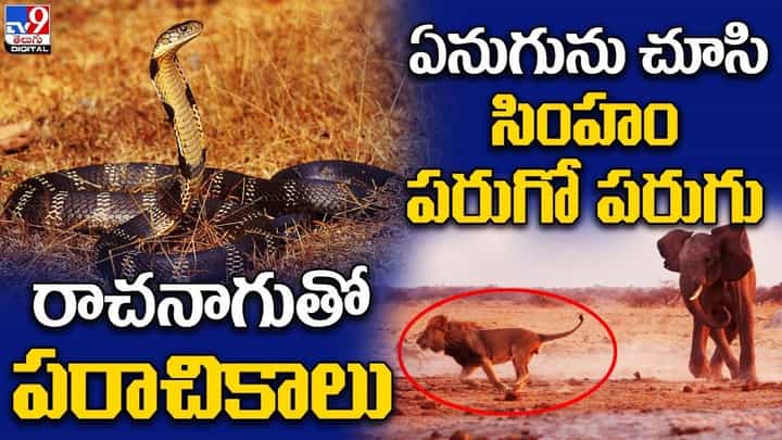 Digital News Round Up: ఏనుగును చూసి సింహం పరుగో పరుగు | రాచనాగుతో పరాచికాలు..లైవ్ వీడియో Digital News Round Up: ఏనుగును చూసి సింహం పరుగో పరుగు | రాచనాగుతో పరాచికాలు..లైవ్ వీడియో