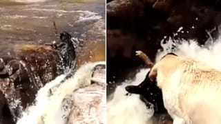 Optical Illusion:ఈ ఫొటోలో ఓ పిల్లి దాగుంది.. 10 సెకన్లలో కనిపెడితే తోపులే.. 99 శాతం ఫెయిల్‌.. మరి మీరు?