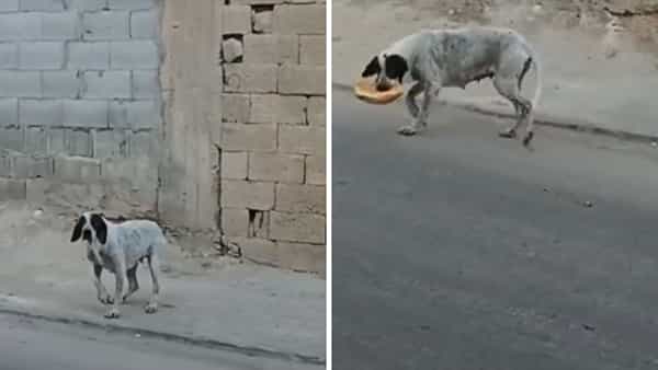 Viral Video: ఫుడ్ కోసం పక్కా స్కెచ్.. నోటికందగానే దిమ్మతిరిగే ట్విస్ట్ ఇచ్చిన కుక్క.. నోరెళ్లబెట్టిన నెటిజన్స్.. వైరల్ వీడియో