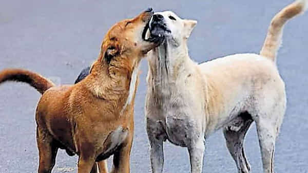 Kerala: ఆ సమయంలో పుట్టిన శునకాలతో యమ డేంజర్.. పెరుగుతున్న కుక్కకాటు మరణాలు.. చంపేందుకు..