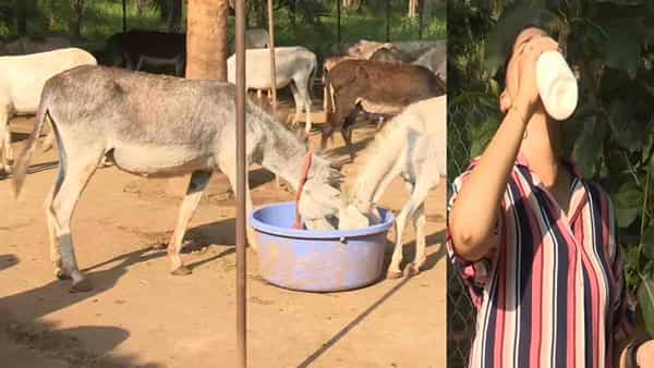 Success Story: లక్షల్లో జీతాలను వదిలి గాడిదల పెంపకాన్ని చేపట్టిన గోదారి కుర్రోళ్లు.. 20కి పైగా కంపెనీలతో ఒప్పందం.. కోట్లల్లో సంపాదన