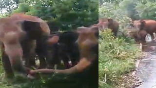 Viral Video: బాయ్‌ఫ్రెండ్ కోసం.. పొట్టుపొట్టు కొట్టుకున్న ఇద్దరమ్మాయిలు.. అంతటితో ఆగకుండా..