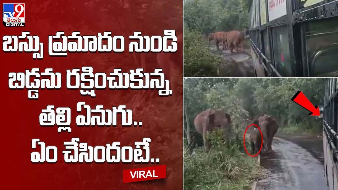 బస్సు ప్రమాదం నుండి బిడ్డను రక్షించుకున్న తల్లి ఏనుగు.. ఏం చేసిందంటే..