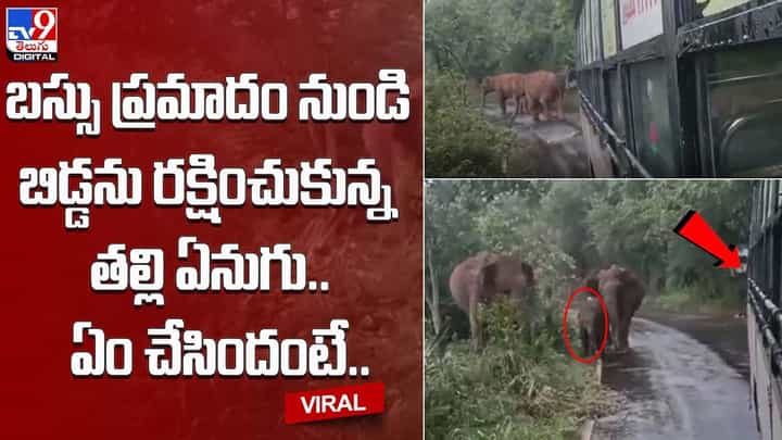 బస్సు ప్రమాదం నుండి బిడ్డను రక్షించుకున్న తల్లి ఏనుగు.. ఏం చేసిందంటే.. బస్సు ప్రమాదం నుండి బిడ్డను రక్షించుకున్న తల్లి ఏనుగు.. ఏం చేసిందంటే..