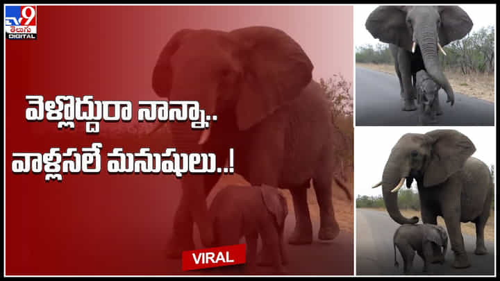 Elephant: వెళ్లొద్దురా నాన్నా.. వాళ్లసలే మనుషులు..! ఏనుగు చేసిన పనికి ఫిదా అవుతున్న నెటిజన్లు.. Elephant: వెళ్లొద్దురా నాన్నా.. వాళ్లసలే మనుషులు..! ఏనుగు చేసిన పనికి ఫిదా అవుతున్న నెటిజన్లు..