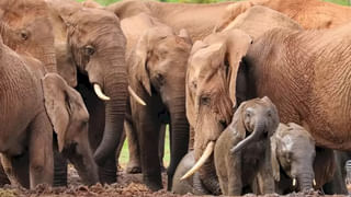 viral video: అర్ధరాత్రి సూపర్‌ మార్కెట్లోకి అనుకోని అతిథి.. ఏం చేసిందో తెలిస్తే అవాక్కే..! వైరలవుతున్న  వీడియో