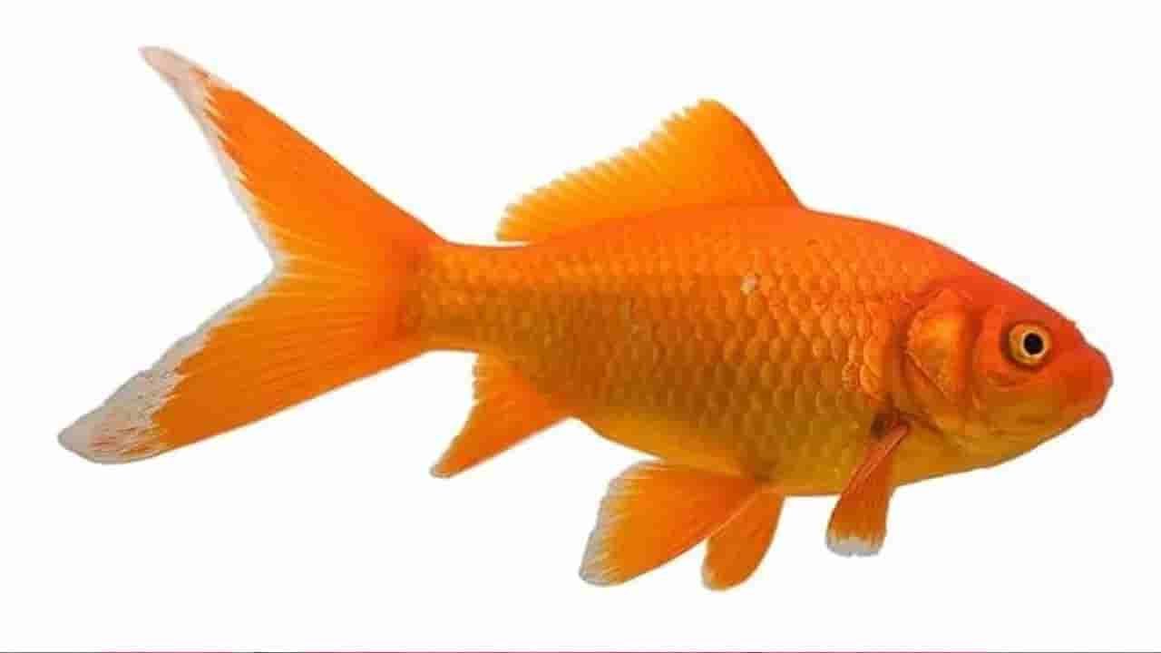 Zodiac Signs: మీ కలలో చేపలను చూస్తున్నారా? మీరు నిజంగా అదృష్టవంతులే..ఎందుకో తెలుసా..