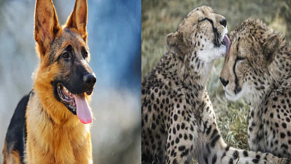 Dogs Training: నమీబియా చీతాలకు శునకాలతో భద్రత.. జర్మన్ షెఫర్డ్ డాగ్స్కు ఎలా శిక్షణ ఇస్తున్నారో చూడండి..