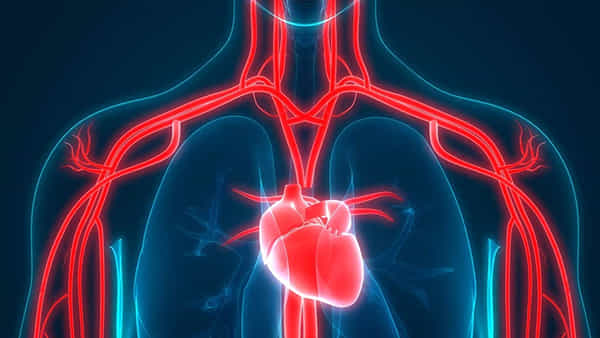 Heart Health: గుండెపోటు ప్రమాదాన్ని నిరోధించే 5 ముఖ్యమైన ఆహారాలివే..