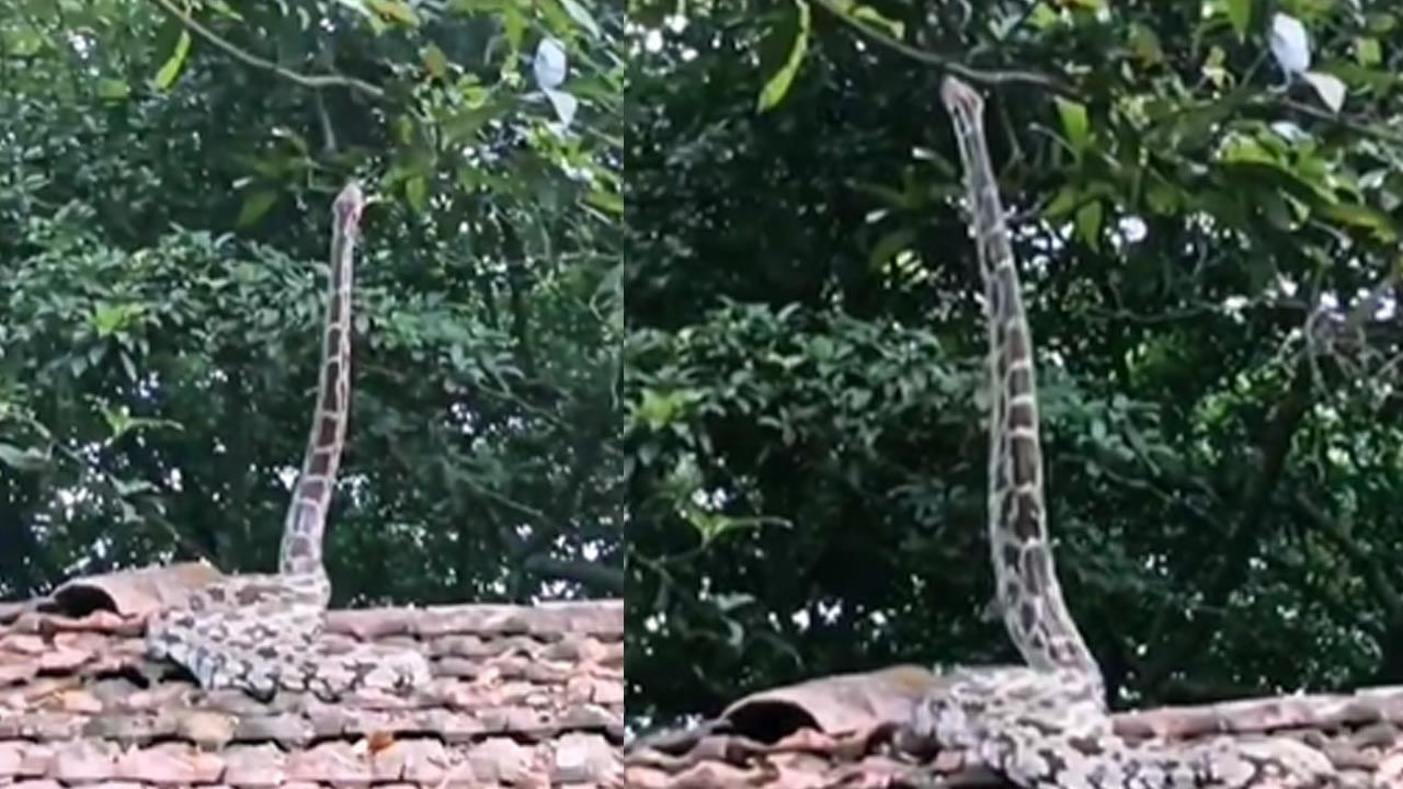 Viral Video: ఇంటి పైకప్పుపై భయంకరమైన భారీ రాక్ పైథాన్.. క్షణాల్లో ఏం చేసిందంటే..? షాకింగ్ వీడియో