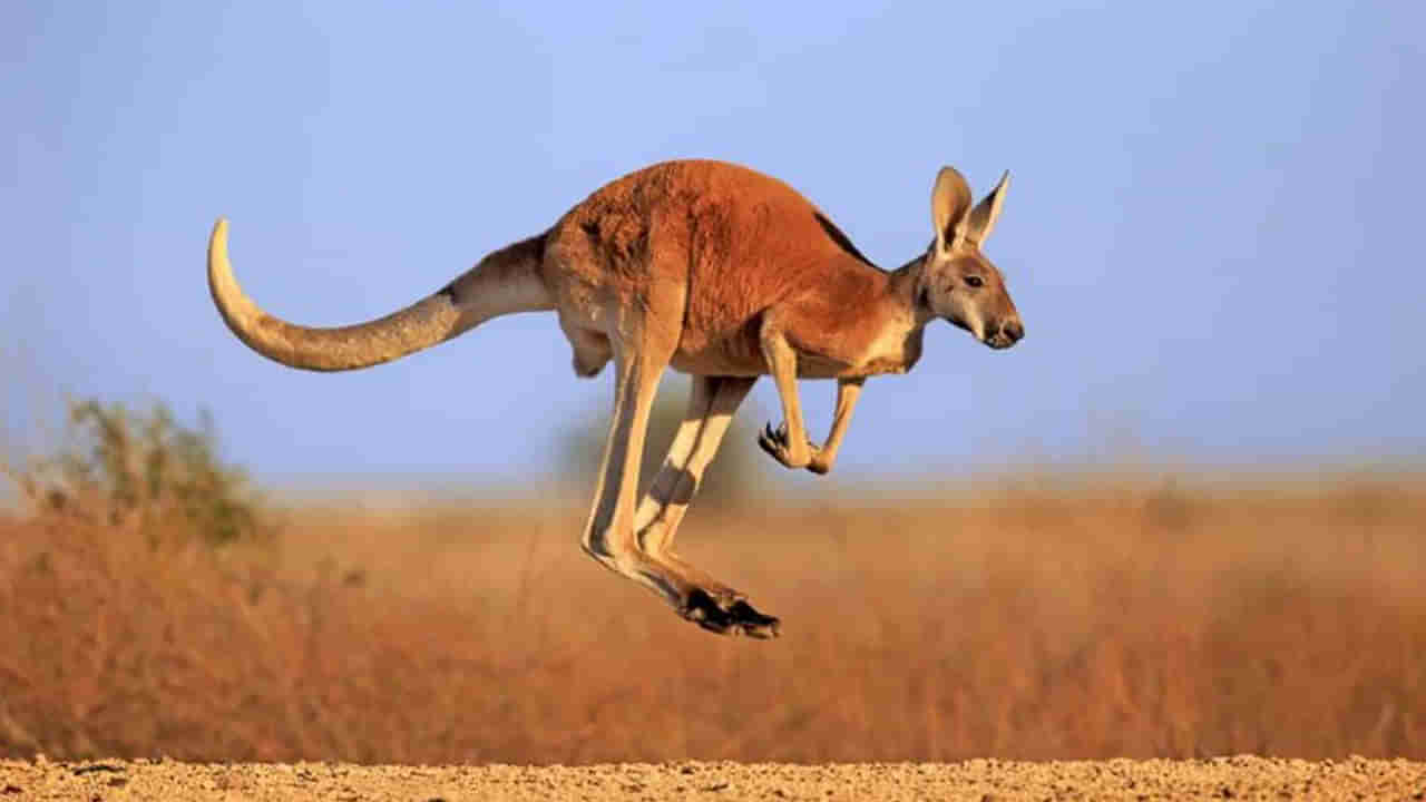 Kangaroo :పెంచుకున్న కంగారూనే ఆ వృద్ధుడి ప్రాణం తీసింది.. చివరకు ఏం జరిగిందంటే..