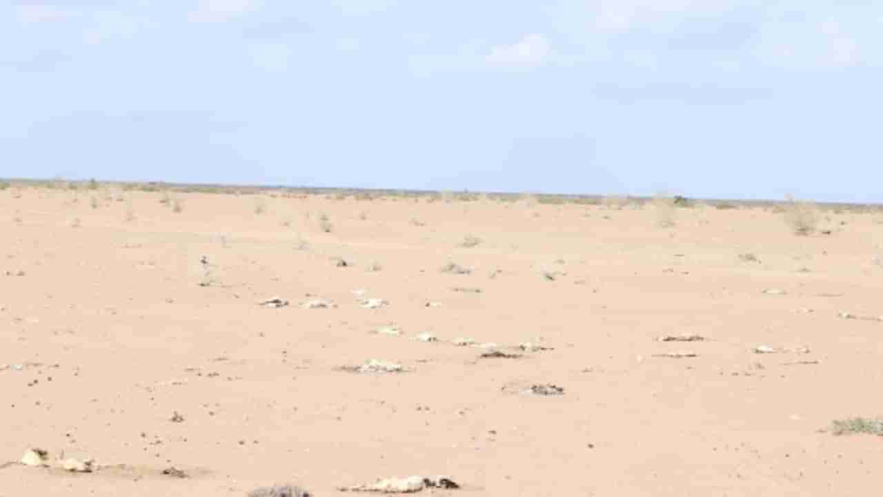 Kenya Drought: కెన్యాలో తీవ్ర కరువు.. ఆకలితో వన్యప్రాణుల మృత్యవాత..