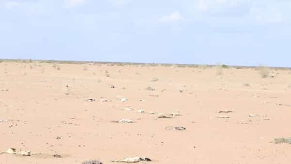 Kenya Drought: కెన్యాలో తీవ్ర కరువు.. ఆకలితో వన్యప్రాణుల మృత్యవాత..
