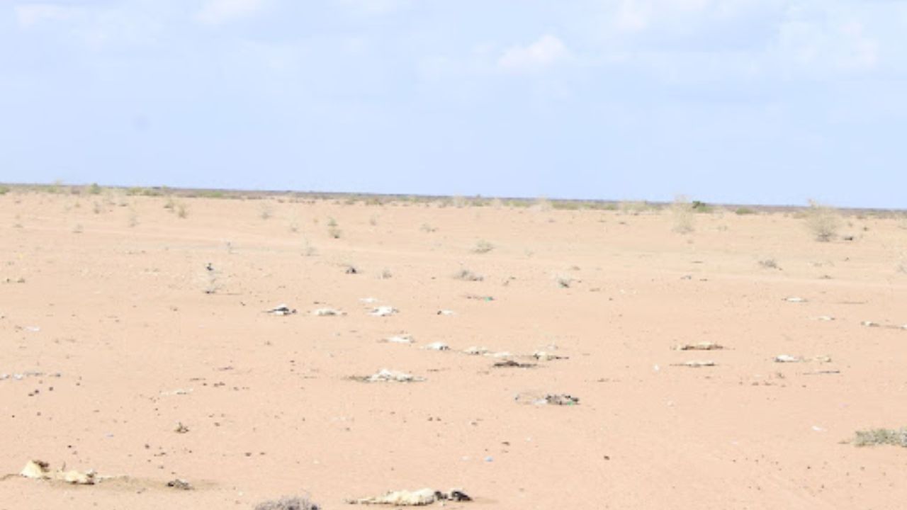Kenya Drought: కెన్యాలో తీవ్ర కరువు.. ఆకలితో వన్యప్రాణుల మృత్యవాత..