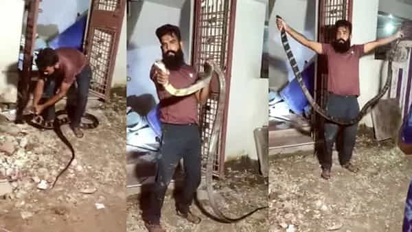 King Cobra: ఇంట్లోకి చొరబడిన 12 అడుగుల కింగ్ కోబ్రా.. చాకచక్యంగా పట్టేసుకున్న స్నేక్ క్యాచర్