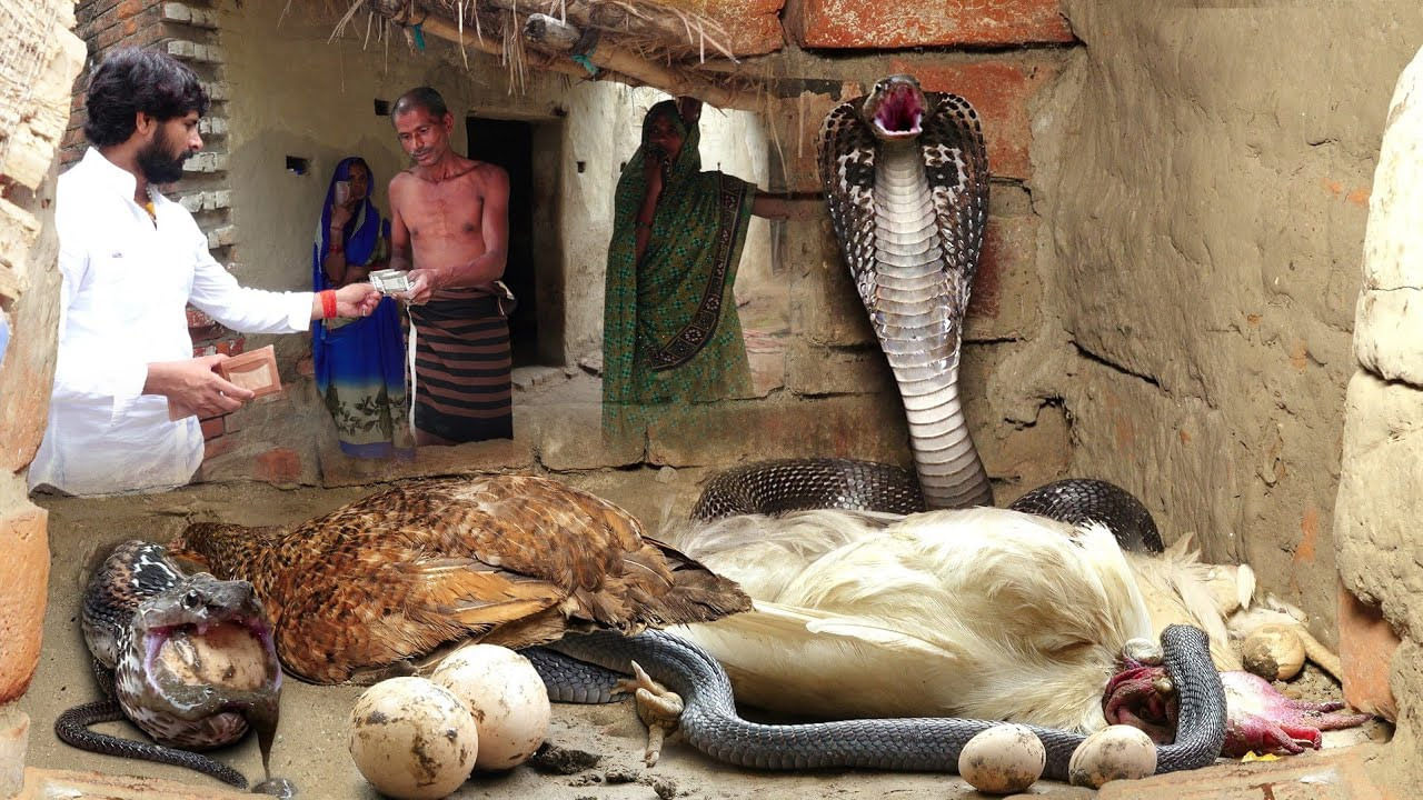 Viral: కోళ్లను కాటేసి.. కోడిగుడ్లను మింగేసిన కింగ్ కోబ్రా.. నక్కిన విషసర్పాన్ని స్నేక్‌ క్యాచర్‌ ఎలా పట్టుకున్నాడంటే?