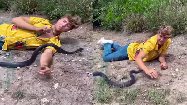 Viral Video: కింగ్ కోబ్రా మూడ్ బాగున్నట్లుంది సామీ.. లేకపోతే కథ వేరేలా ఉండేది.. వైరలవుతోన్న వీడియో