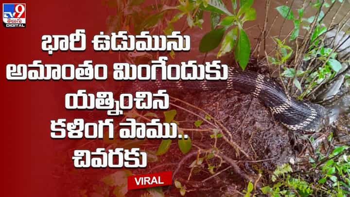 భారీ ఉడుమును అమాంతం మింగేందుకు యత్నించిన కళింగ పాము.. చివరకు !! భారీ ఉడుమును అమాంతం మింగేందుకు యత్నించిన కళింగ పాము.. చివరకు !!