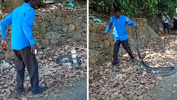 Viral Video: వామ్మో! నీకో దండం సామీ.. 12 అడుగుల కింగ్ కోబ్రాను ఇట్టే పట్టేశాడుగా..