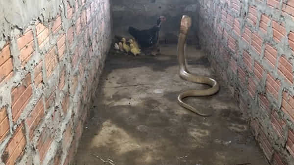 Viral Video: బుసలు కొడతూ దూసుకొచ్చిన కింగ్కోబ్రా.. పిల్లలను కాపాడుకునేందుకు కోడి తాపత్రయం చూస్తే..
