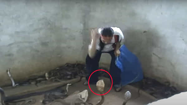 Viral Video: బుస్సుమంటూ పడగ విప్పిన కింగ్ కోబ్రా.. ‘ఊకో ఊకో’ అంటూ పడగపై ఒక్కటిచ్చిన వ్యక్తి..