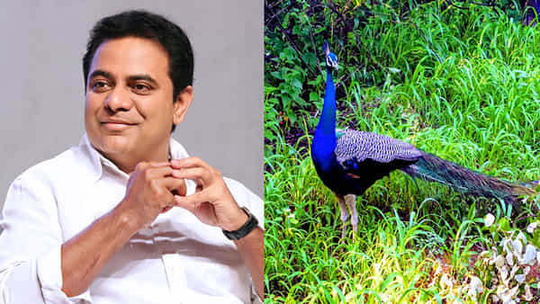 KTR: మంత్రి కేటీఆర్ను కదిలించిన ఓ తల్లి లేఖ.. ఆ విషయంలో చిన్నారులకు మినహాయింపు ఇవ్వాలంటూ..
