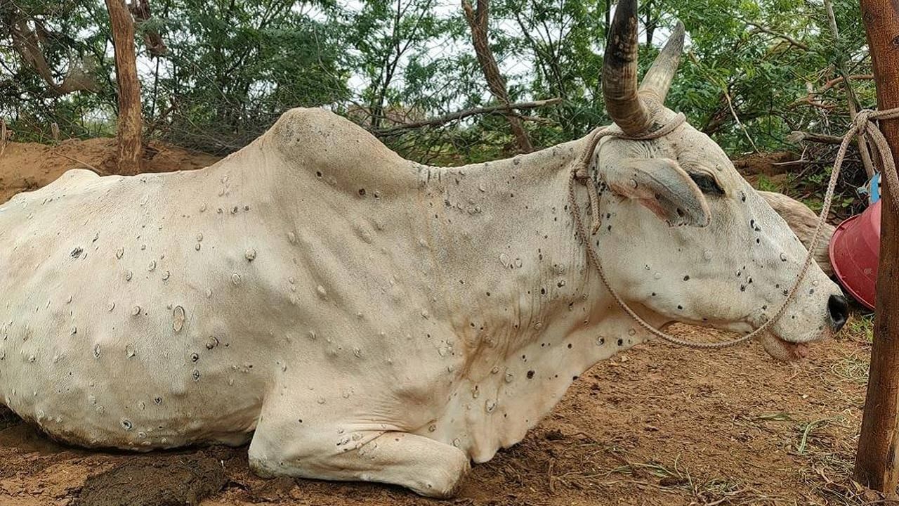 Lumpy Skin Disease: రెండు నెలలైనా అదుపులోకి రాని లంపీ చర్మవ్యాధి.. దేశ వ్యాప్తంగా 75 వేల గోవులు మృతి