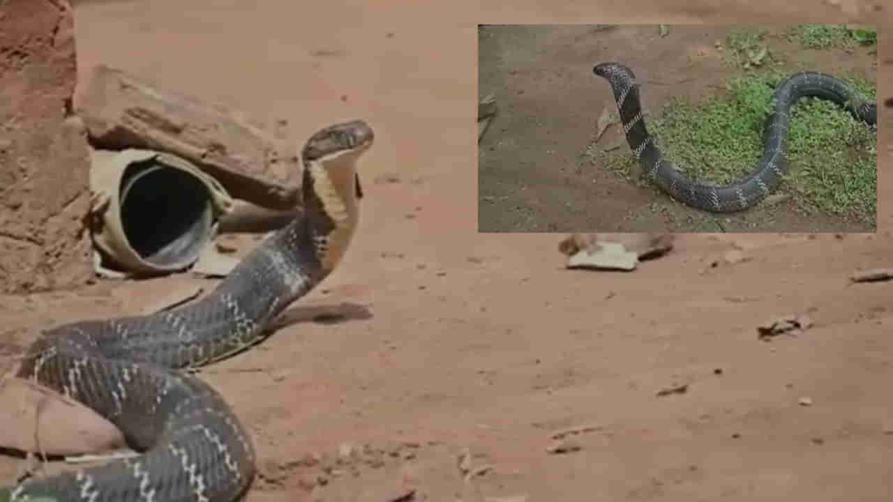 King Cobra: అయ్యా బాబోయ్‌.. 12 అడుగుల కింగ్ కోబ్రా.. టాయిలెట్‌లో తిష్టవేసింది