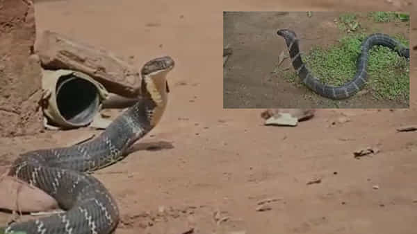 King Cobra: అయ్యా బాబోయ్.. 12 అడుగుల కింగ్ కోబ్రా.. టాయిలెట్లో తిష్టవేసింది