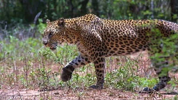 Man-Eater Leopard: మ్యాన్ ఈటర్ మృతి.. నరమాంసానికి అలవాటుపడ్డ చిరుతపులిని తుపాకీతో కాల్చి చంపేశారు..