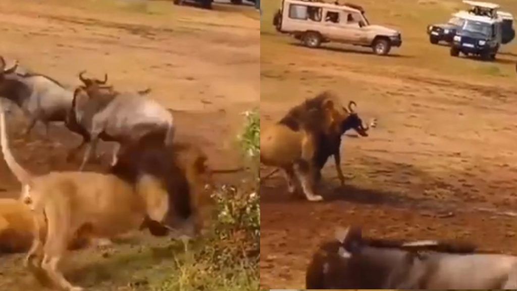 Liion Hunting Video