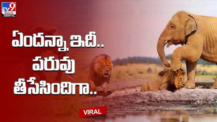 Viral Video: గజరాజును చూసి పిల్లిలా పారిపోయిన మృగరాజు Viral Video: గజరాజును చూసి పిల్లిలా పారిపోయిన మృగరాజు