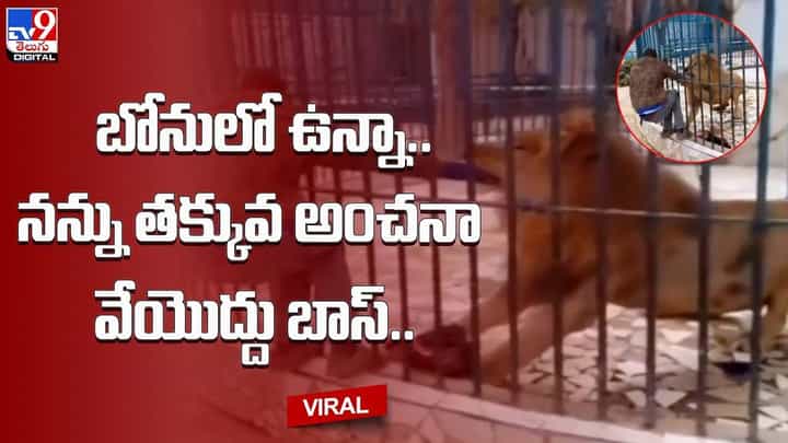 బోనులోనే ఉంది కదా అని షేక్ హ్యాండ్ ఇవ్వబోయాడు !! తర్వాత సింహం ఇచ్చిన ట్విస్ట్ కు షేక్ అయ్యాడు బోనులోనే ఉంది కదా అని షేక్ హ్యాండ్ ఇవ్వబోయాడు !! తర్వాత సింహం ఇచ్చిన ట్విస్ట్ కు షేక్ అయ్యాడు