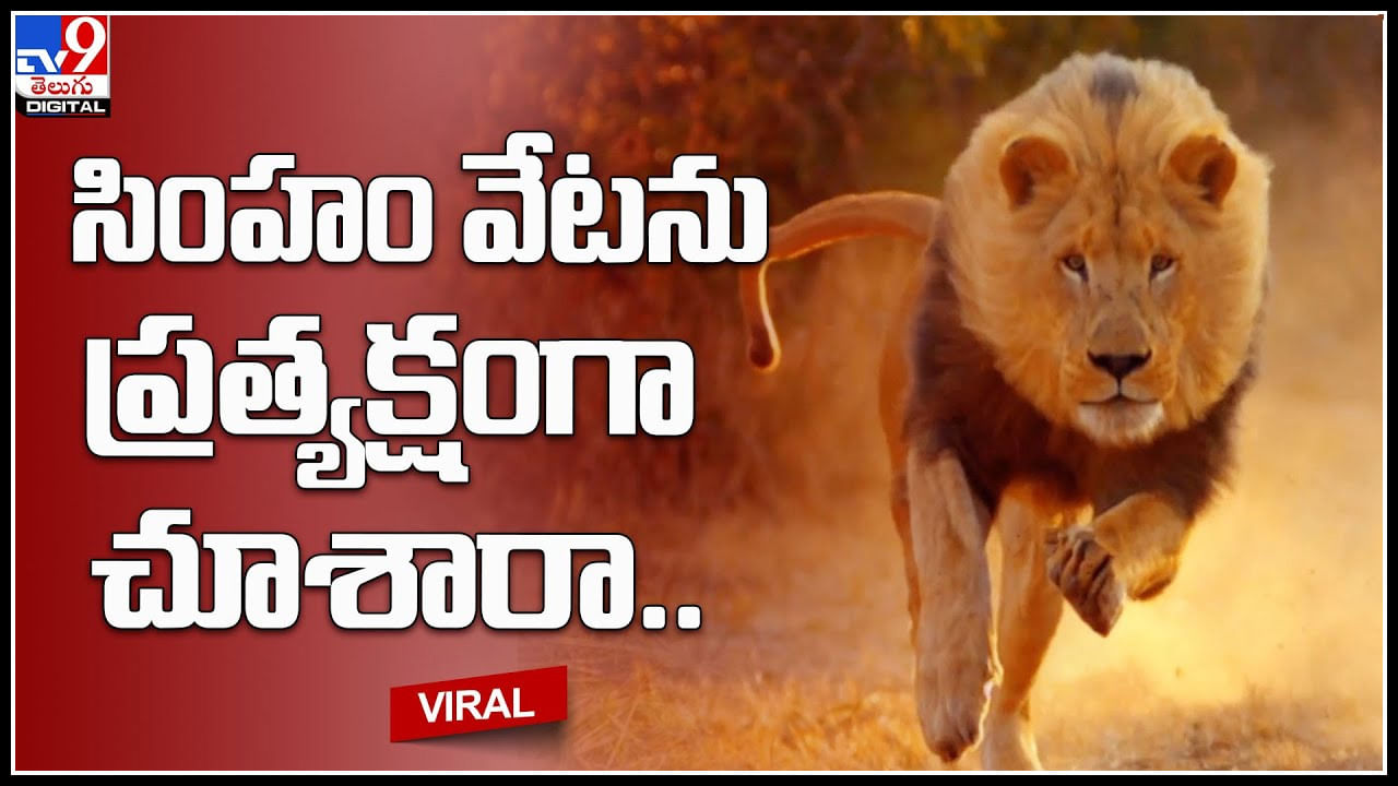 Lion: సింహం వేటను ప్రత్యక్షంగా చూశారా.. వారెవ్వా ఎమన్నా ఎటాక్‌ నా.. నక్కి నక్కి దాక్కొని మరి ఒక్కసారిగా..