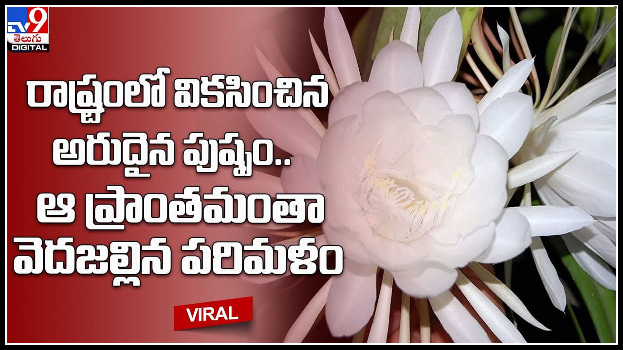 Brahma kamalam: వికసించిన అరుదైన పుష్పం.. రాత్రిపూటఒక్కసారిగా ఆ ప్రాంతమంతా వెదజల్లిన పరిమళం..