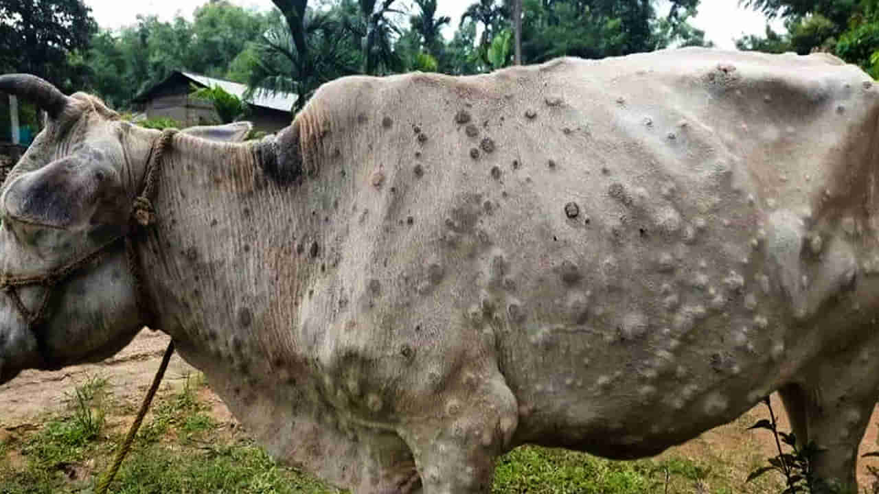 Lumpy Virus: రాష్ట్రాలను పట్టిపీడిస్తున్న లంపి వైరస్‌ కేసులు.. పాల సరఫరాపై తీవ్ర ప్రభావం